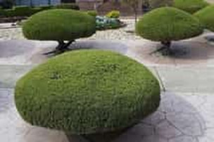 A picture of shrubs after they have been trimmed/pruned.