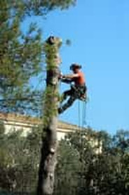 A tree care arborist performing tree removal services.
